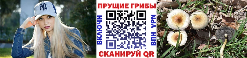 Галлюциногенные грибы Cubensis  даркнет сайт  Корсаков 